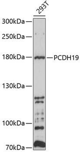PCDH19 Rabbit Polyclonal Antibody (CAB10067)