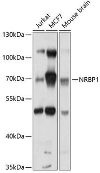 NRBP1 Rabbit Polyclonal Antibody (CAB10301)
