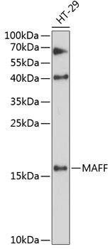 MAFF Rabbit Polyclonal Antibody (CAB12920)