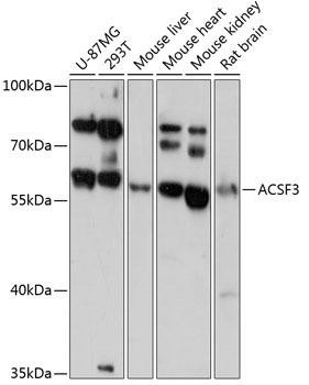 ACSF3 Rabbit Polyclonal Antibody (CAB13769)