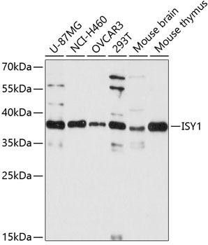 ISY1 Rabbit Polyclonal Antibody (CAB13828)