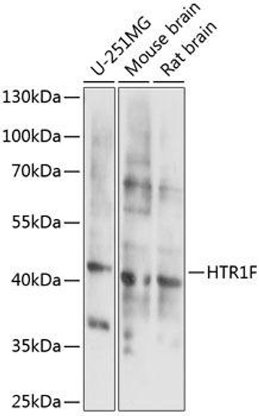 HTR1F Rabbit Polyclonal Antibody (CAB14743)