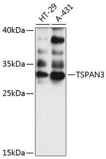 TSPAN3 Rabbit Polyclonal Antibody (CAB14834)