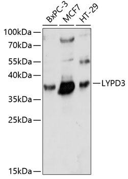 LYPD3 Rabbit Polyclonal Antibody (CAB14873)