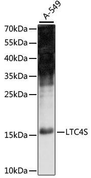LTC4S Rabbit Polyclonal Antibody (CAB15071)