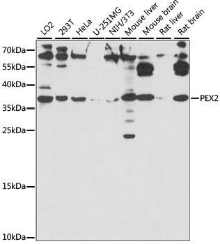 PEX2 Rabbit Polyclonal Antibody (CAB15308)