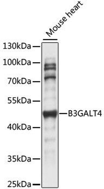B3GALT4 Rabbit Polyclonal Antibody (CAB15341)