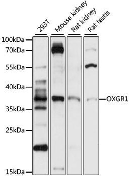 OXGR1 Rabbit Polyclonal Antibody (CAB15431)