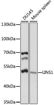 LINS1 Rabbit Polyclonal Antibody (CAB15465)