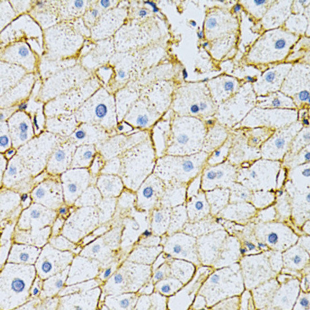 CD147/BSG Rabbit Polyclonal Antibody (CAB1566)