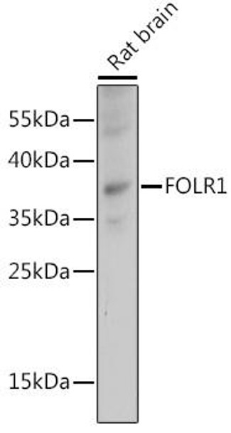 FOLR1 Rabbit Polyclonal Antibody (CAB15672)