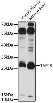 TAF9B Rabbit Polyclonal Antibody (CAB15845)