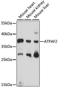 ATPAF2 Rabbit Polyclonal Antibody (CAB15928)