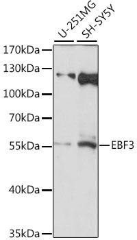 EBF3 Rabbit Polyclonal Antibody (CAB15973)