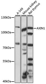 AXIN1 Rabbit Polyclonal Antibody (CAB16019)
