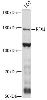 RFX1 Rabbit Polyclonal Antibody (CAB16066)