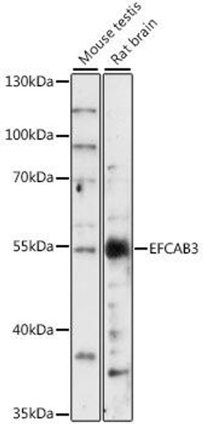EFCAB3 Rabbit Polyclonal Antibody (CAB16170)