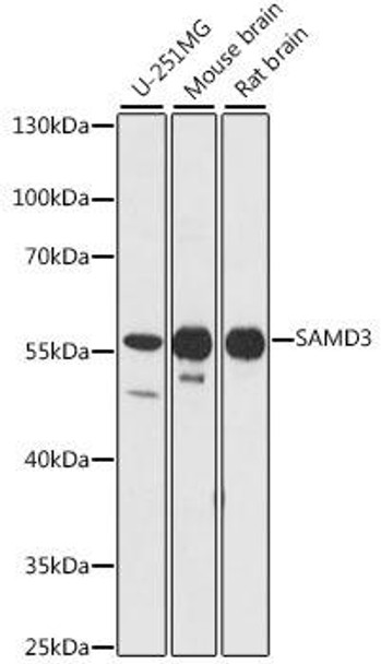 SAMD3 Rabbit Polyclonal Antibody (CAB16175)