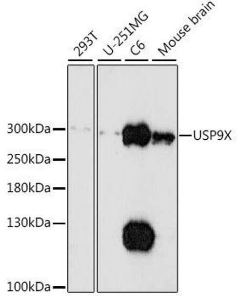 USP9X Rabbit Polyclonal Antibody (CAB16307)
