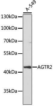 AGTR2 Rabbit Polyclonal Antibody (CAB16342)