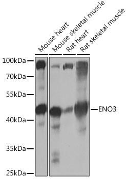 ENO3 Rabbit Polyclonal Antibody (CAB16371)