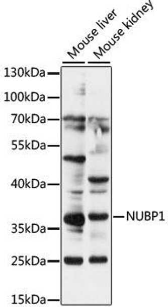 NUBP1 Rabbit Polyclonal Antibody (CAB16404)