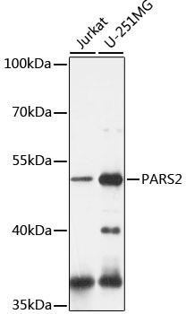 PARS2 Rabbit Polyclonal Antibody (CAB16512)