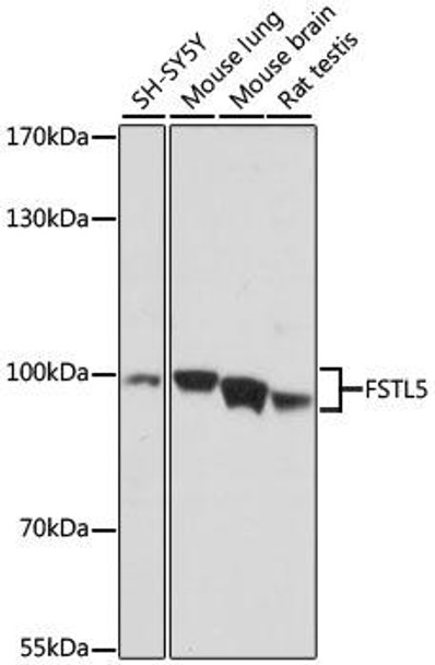 FSTL5 Rabbit Polyclonal Antibody (CAB16553)