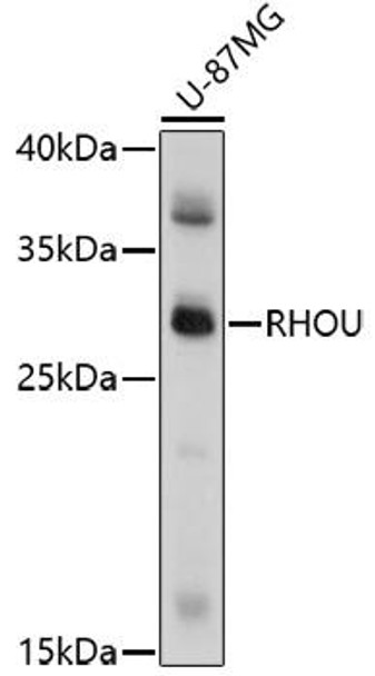 RHOU Rabbit Polyclonal Antibody (CAB17194)