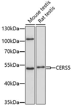 CERS5 Rabbit Polyclonal Antibody (CAB17239)