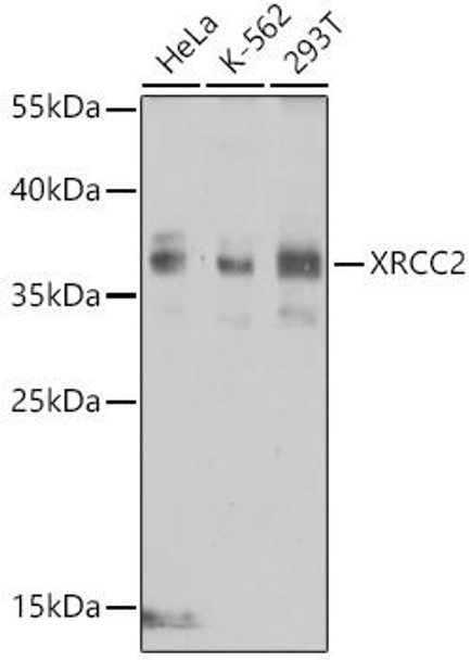 XRCC2 Polyclonal Antibody (CAB1800)