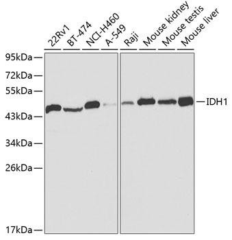 IDH1 Rabbit Polyclonal Antibody (CAB2169)