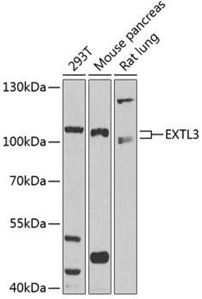 EXTL3 Rabbit Polyclonal Antibody (CAB3857)