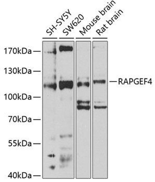 RAPGEF4 Rabbit Polyclonal Antibody (CAB4484)