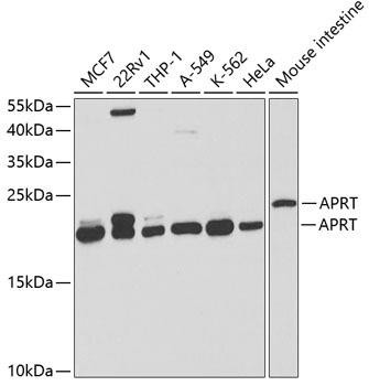 APRT Rabbit Polyclonal Antibody (CAB5456)
