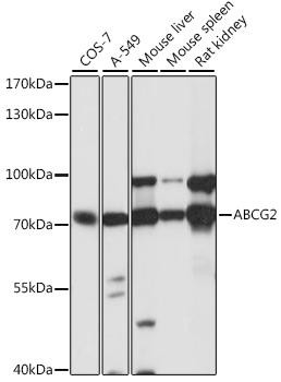 ABCG2 Rabbit Polyclonal Antibody (CAB5661)