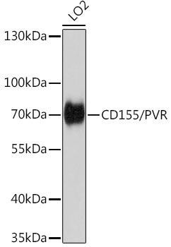 CD155/PVR Rabbit Polyclonal Antibody (CAB5753)