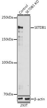 Anti-SETDB1 Antibody (CAB6145)[KO Validated]