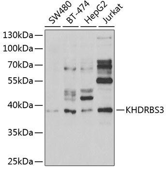 KHDRBS3 Rabbit Polyclonal Antibody (CAB6637)