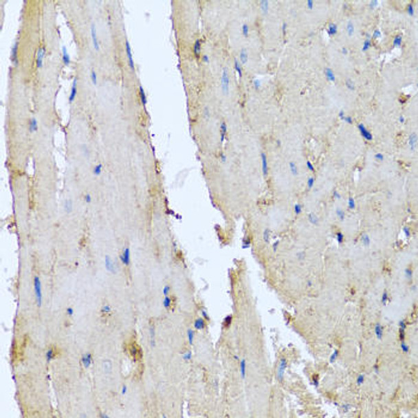 DEFA1 Rabbit Polyclonal Antibody (CAB6897)