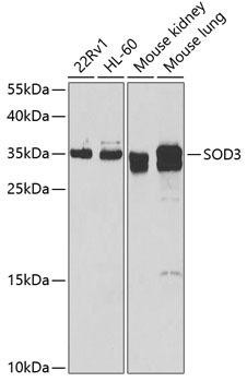 SOD3 Rabbit Polyclonal Antibody (CAB6984)