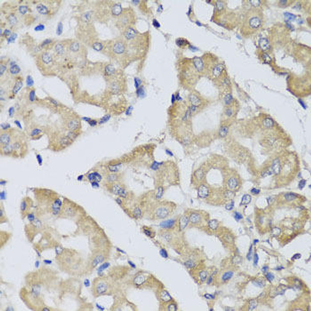 Anti-BPGM Antibody (CAB7880)