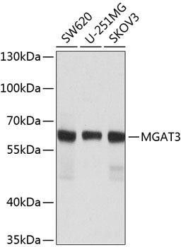 MGAT3 Rabbit Polyclonal Antibody (CAB8134)