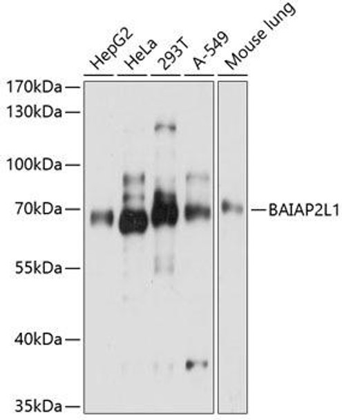 BAIAP2L1 Rabbit Polyclonal Antibody (CAB8238)