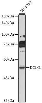 DCAMKL1/DCLK1 Rabbit Polyclonal Antibody (CAB9474)