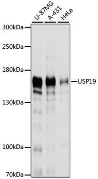 USP19 Rabbit Polyclonal Antibody (CAB9723)