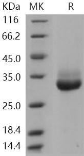 Human Kallikrein 4/KLK4 Recombinant Protein (RPES0622)