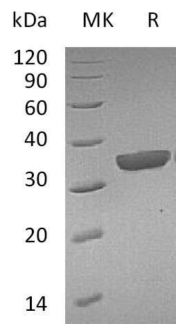 Mouse Granzyme B(G,H)/GZMB Recombinant Protein (RPES0956)
