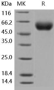 Human ILRAcP/ILR3 Recombinant Protein (RPES1816)