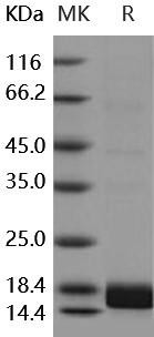 Human ALK-2/ACVR1 Recombinant Protein (RPES1990)